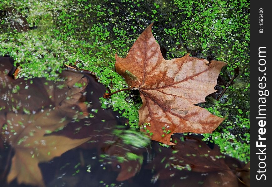 Sinking leaves on the water. Sinking leaves on the water