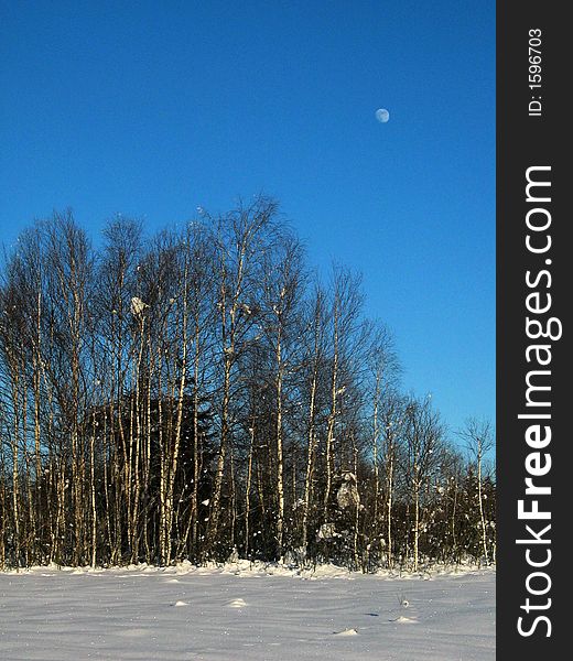 Winter-Birches in Snowed-In Meadow - and the Moon