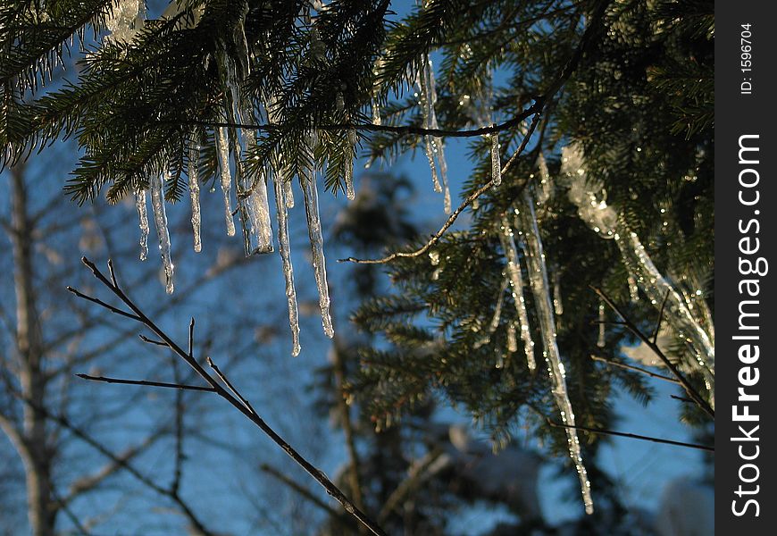 Icicles Dramatically Hanging From Fir