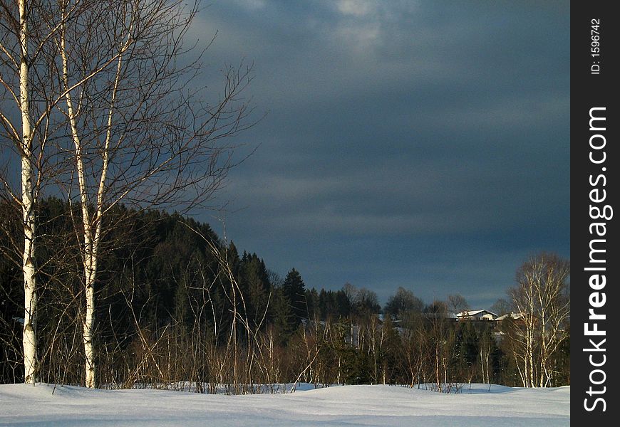 Winter-Birches in Snowy Meadow