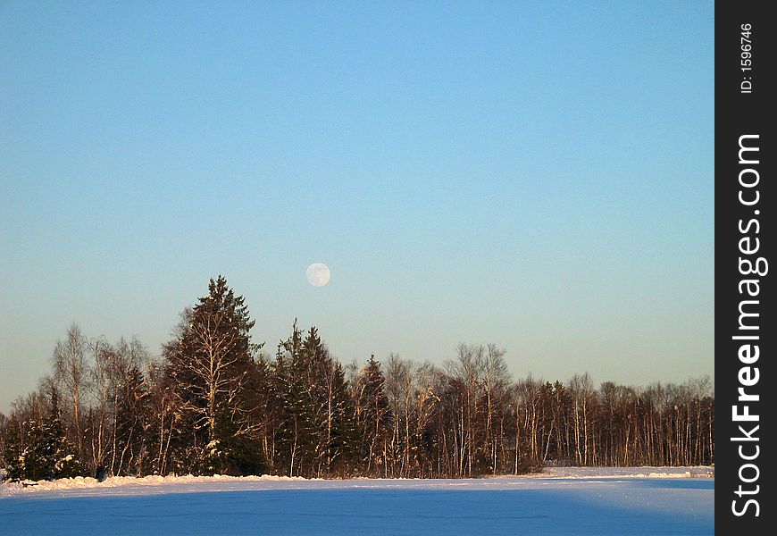 Winter-Forest In Snowed-In Meadow - And The Moon