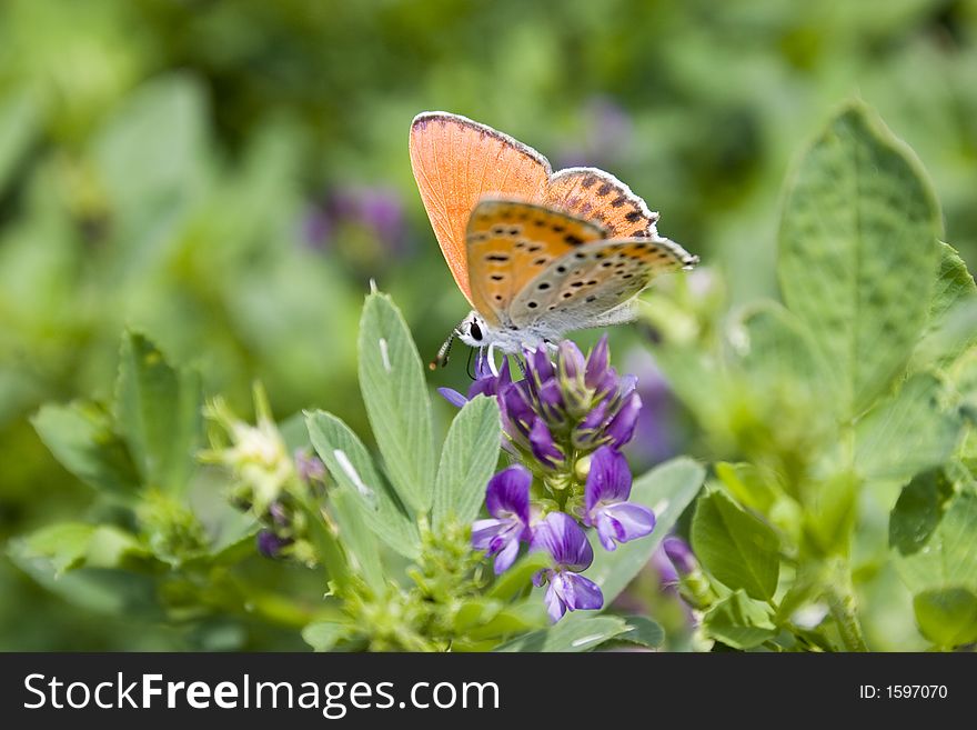 The butterfly sitting on a flower