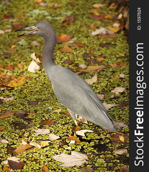 Blue heron in a sea of leaves. Blue heron in a sea of leaves