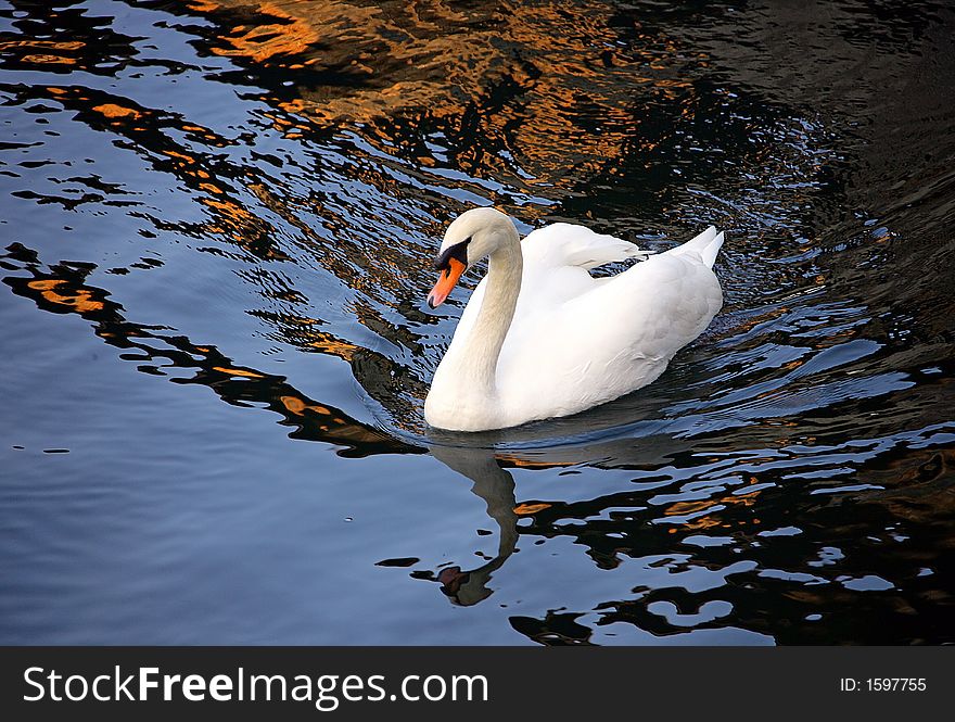 White swan and black water. White swan and black water