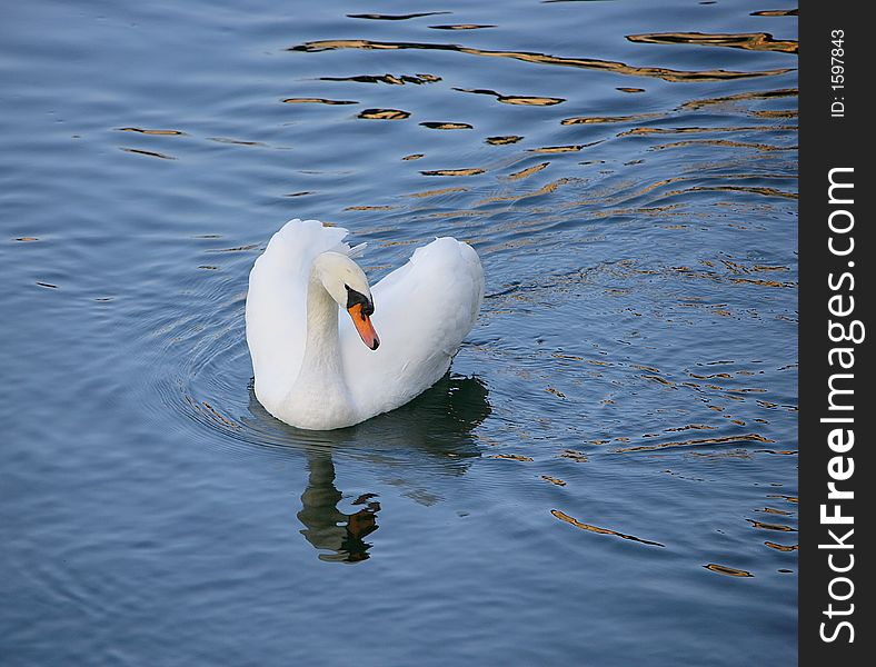 White swan, dark-blue water. White swan, dark-blue water