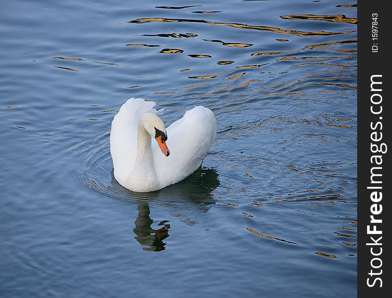 Swan 2