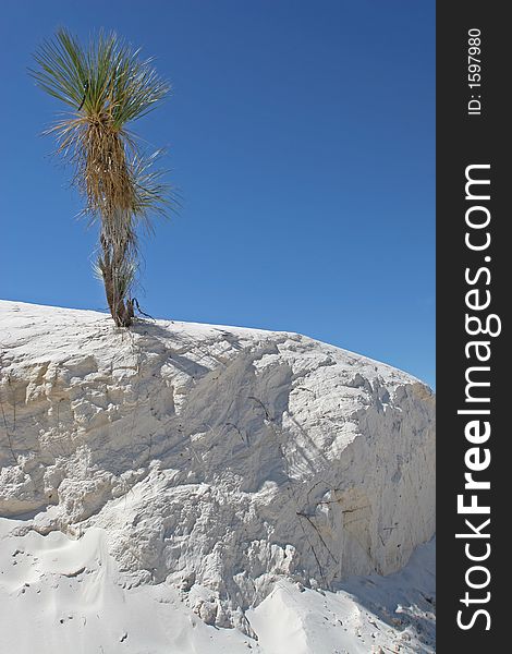 Sand wall at White Sands Natl. Monument with a soaptree yucca on top. Sand wall at White Sands Natl. Monument with a soaptree yucca on top