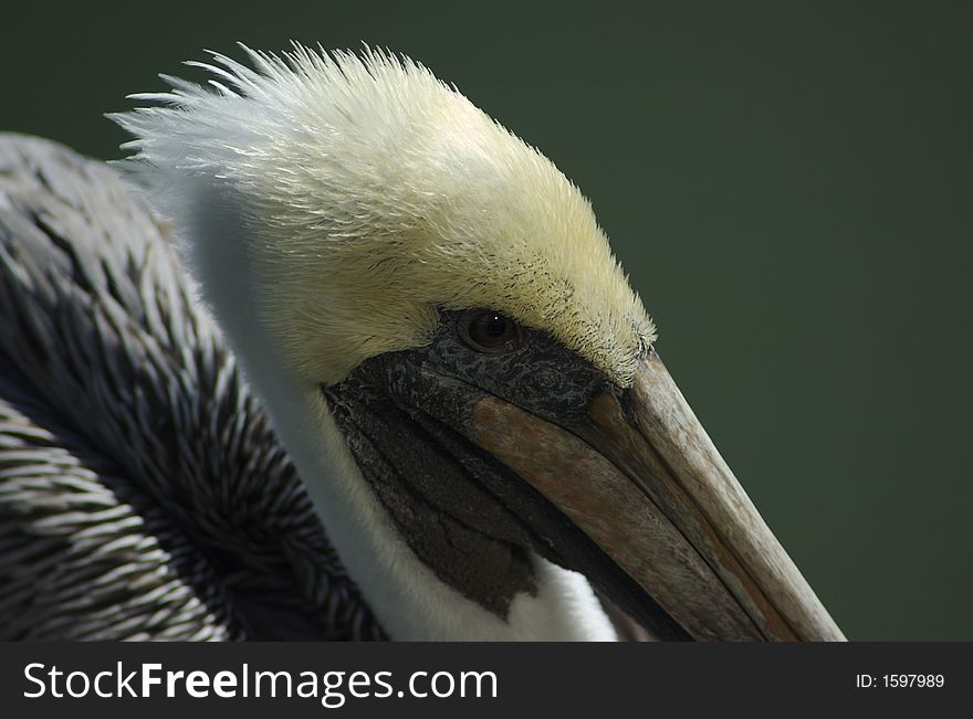 Pelican closeup in the sunlight