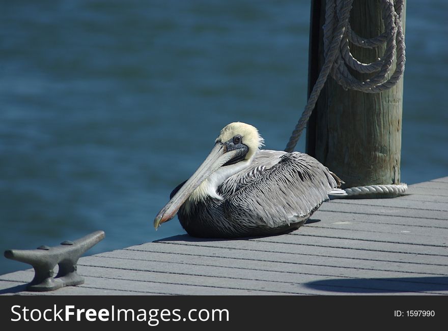 Pelican sitting on dock in Clearwater beach