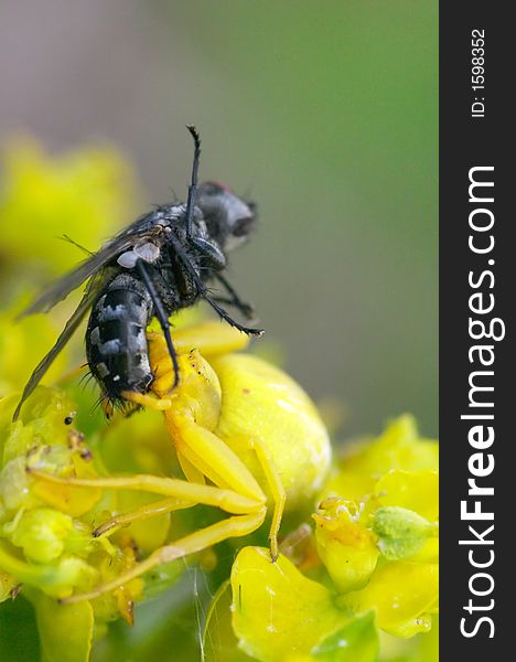 Crab spider eating a fly