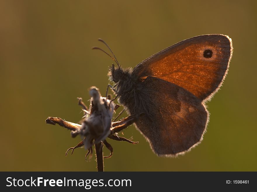 Butterfly Meadow Brown. Maniola jurtina