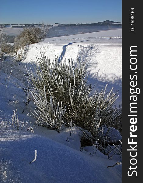 Winter snowy field and shrub in front of picture