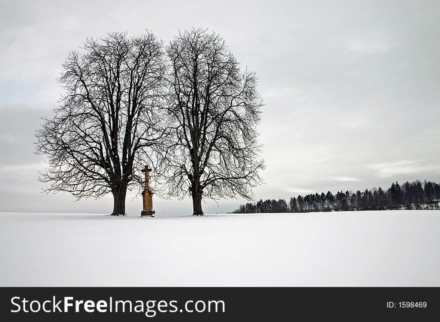 Trees on a snowy field. Trees on a snowy field