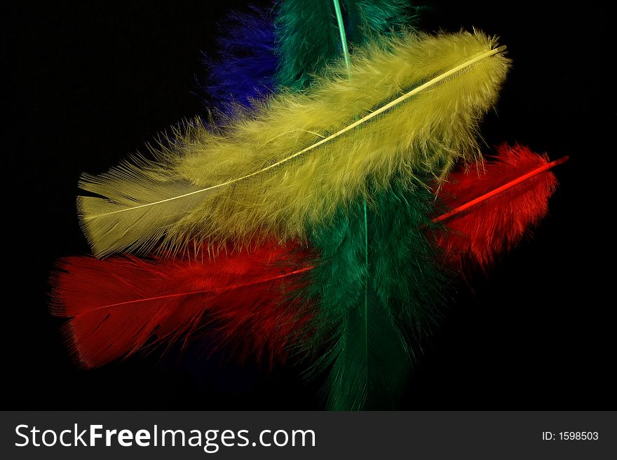 Multicolor feathers in red, yellow, green and blue.