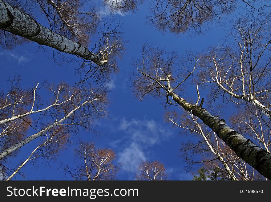 Tree tops of a birches