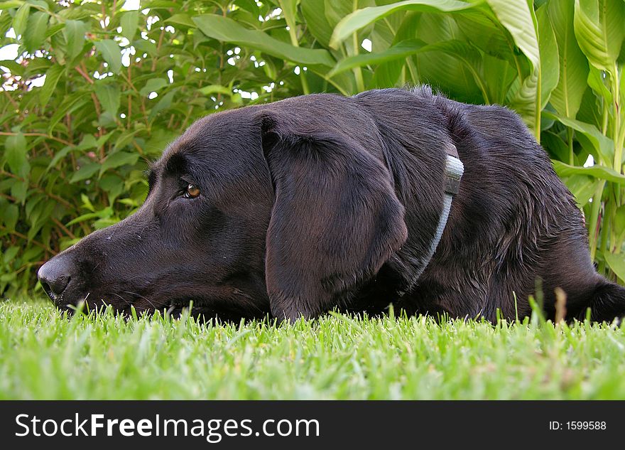Dog lying on the green grass