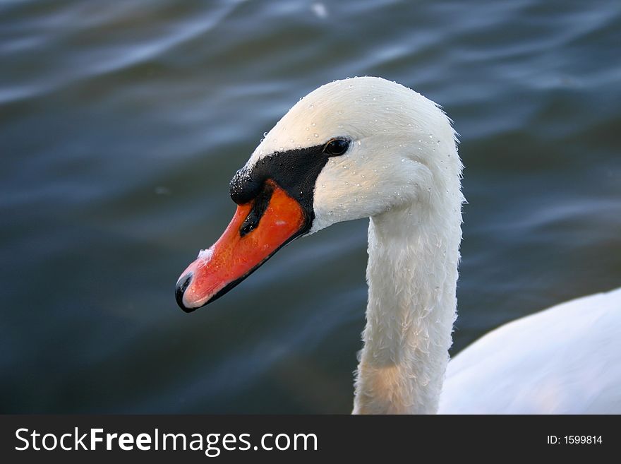 White swan head detail with water as background