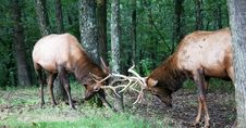 Bull Elk Stock Images