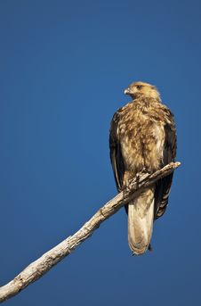 Whistling Kite Stock Photography Whistling Kite Stock Photography
