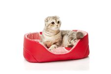 Cat Sitting In The Cat Mat On White Background Stock Images