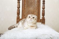 Cat Sitting On A Beautiful Vintage Chair Stock Photography