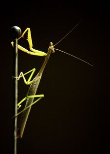 Praying Mantis Royalty Free Stock Photos Praying Mantis Royalty Free Stock Photos