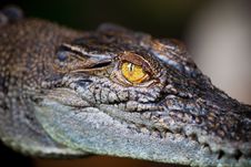 Eye Of Alligator Royalty Free Stock Photo Eye Of Alligator Royalty Free Stock Photo