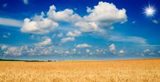 Amazing Yellow Field Of Wheat. Royalty Free Stock Photo Amazing Yellow Field Of Wheat. Royalty Free Stock Photo