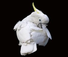 Yellow Crested Cockatoo Stock Photo Yellow Crested Cockatoo Stock Photo