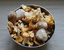 Fresh Mushrooms Stock Image Fresh Mushrooms Stock Image