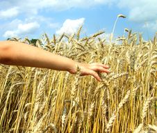 Hand In Wheat Royalty Free Stock Photography Hand In Wheat Royalty Free Stock Photography