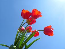 Bouquet Of Red Tulips Stock Photos Bouquet Of Red Tulips Stock Photos