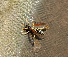Wasp Sitting On The Water Royalty Free Stock Images Wasp Sitting On The Water Royalty Free Stock Images