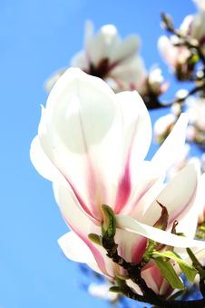 Pink Magnolia Tree Blossoms Stock Photos Pink Magnolia Tree Blossoms Stock Photos