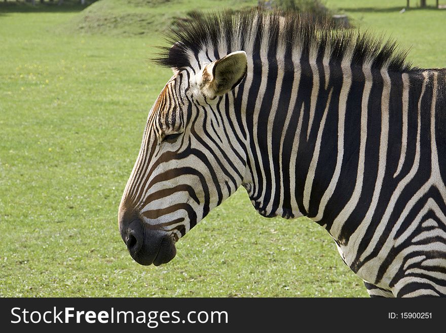 Sad Faced Zebra