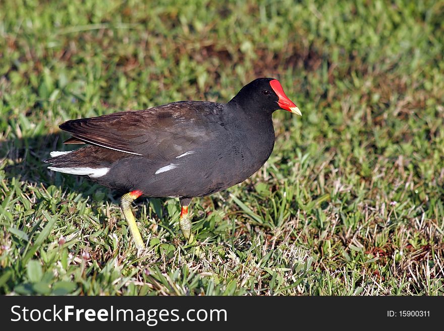 Common moorhen running to water