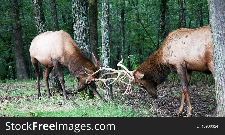 Two bull elk in a fight