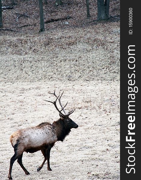 Bull elk walking through field