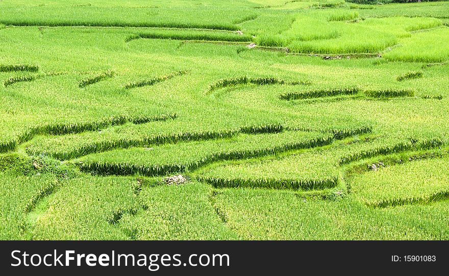 Rice Fields In Vietnam