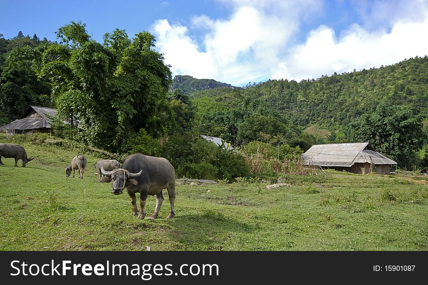 Vietnamise Farmland