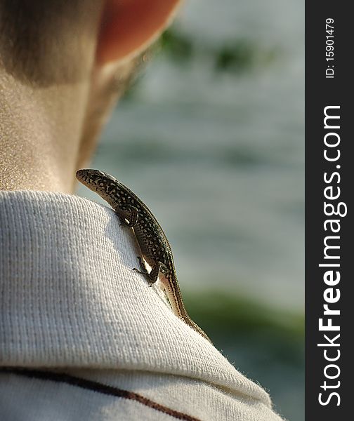 Lacerta agilis lizard on his shoulder