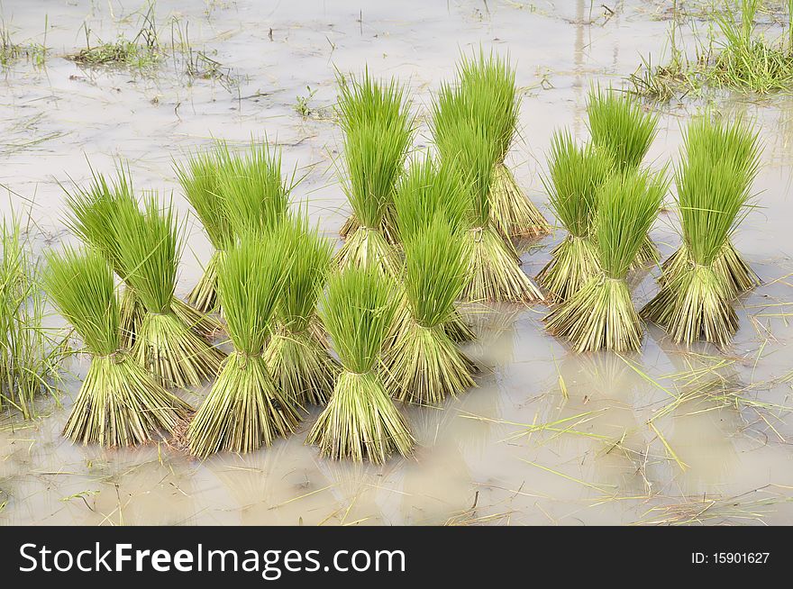 Jasmine rice agriculture preparation rice seedlings. Jasmine rice agriculture preparation rice seedlings