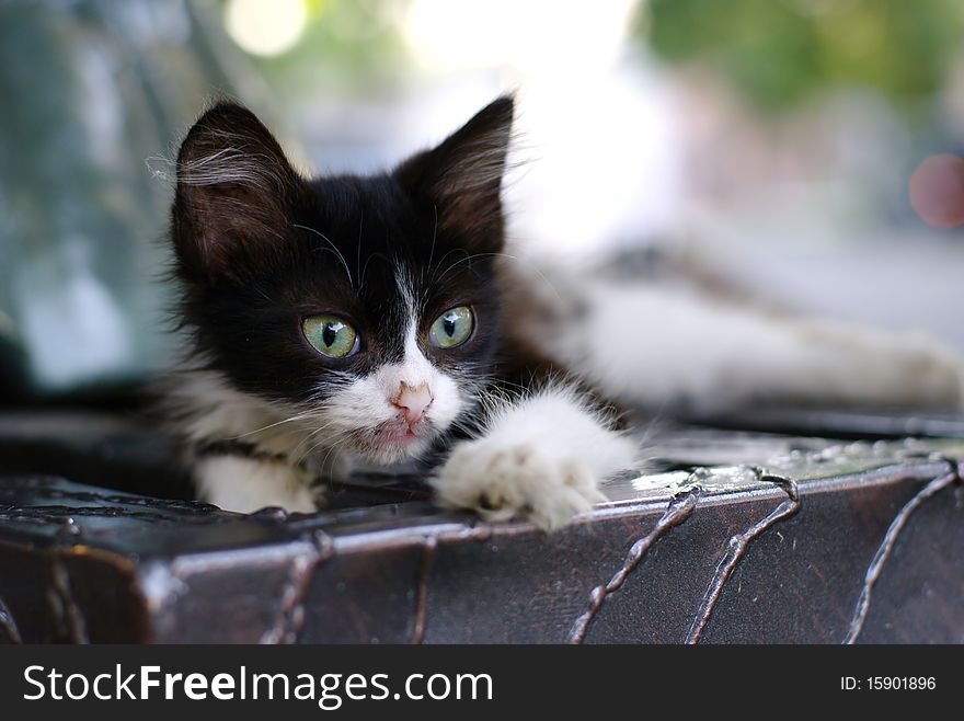 Kitten On The Bench