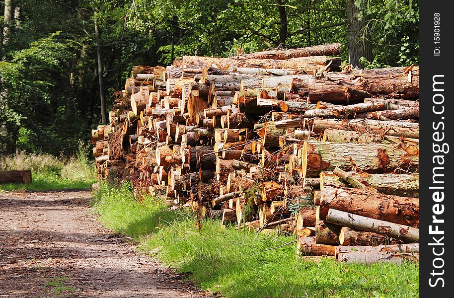 Piles of Logs stacked alongside an English Woodland Track. Piles of Logs stacked alongside an English Woodland Track