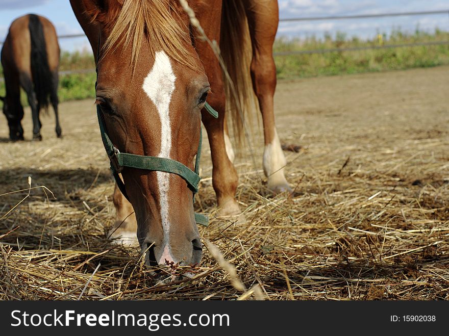 Horses eat hay in the corral. Horses eat hay in the corral