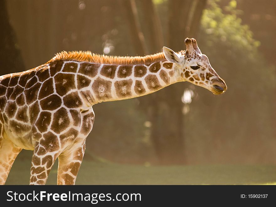 Giraffe in the SF Zoo