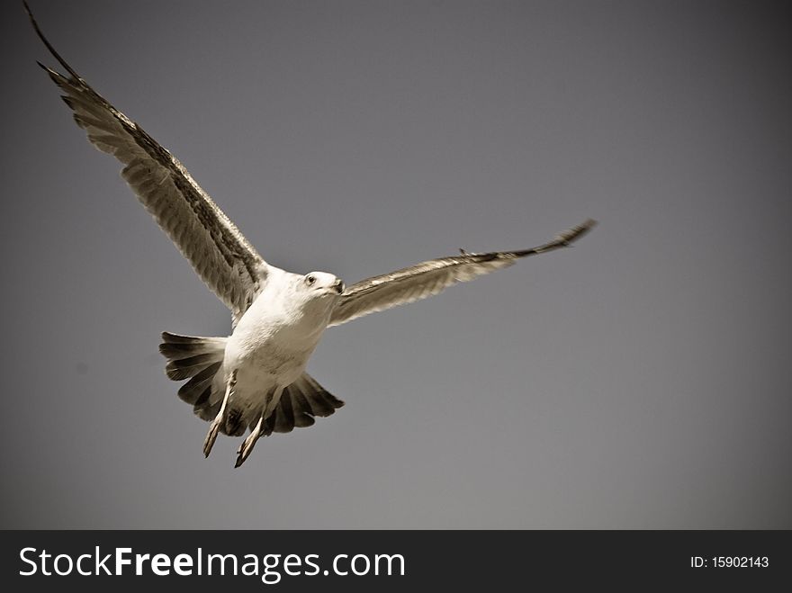 Flying gull (mew) in the sky