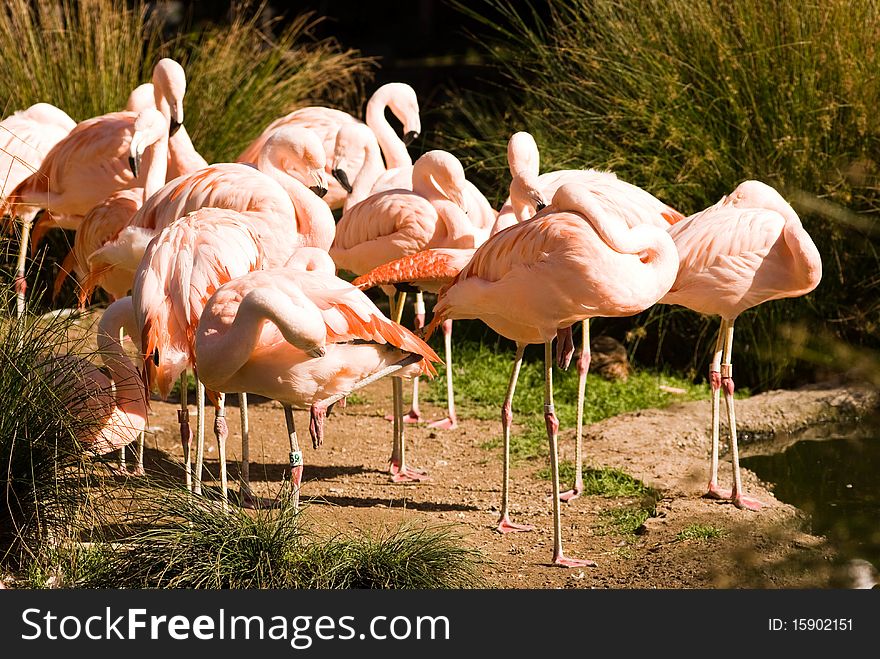 Pink flamingos in the SF Zoo