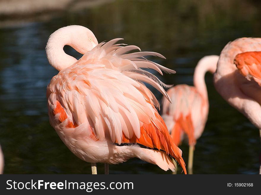Flamingo is cleaning feathers (SF Zoo)