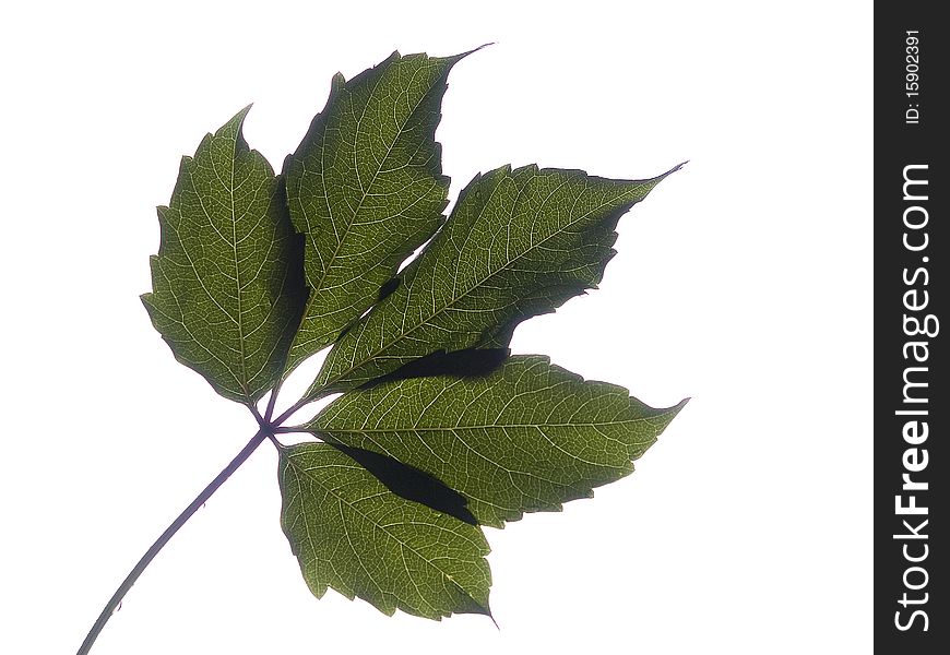 Vine Leaf
